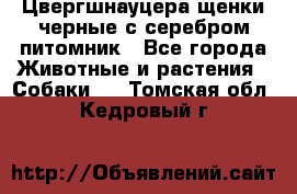 Цвергшнауцера щенки черные с серебром питомник - Все города Животные и растения » Собаки   . Томская обл.,Кедровый г.